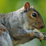 http://www.dreamstime.com/royalty-free-stock-photos-squirrel-close-up-grey-eating-peanut-husk-its-claws-green-foliage-bacground-image30984558