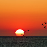 http://www.dreamstime.com/royalty-free-stock-photos-sunset-flying-sea-birds-beautiful-red-sun-seagulls-image36359778