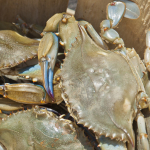 http://www.dreamstime.com/stock-image-fresh-caught-maryland-blue-crabs-image19907931