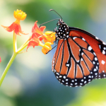 http://www.dreamstime.com/royalty-free-stock-photos-monarch-butterfly-image2625658